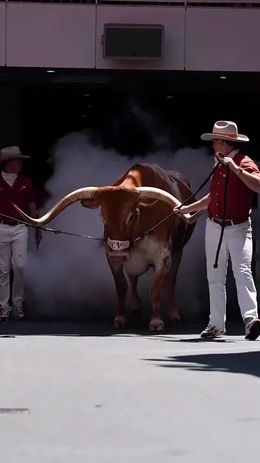 Bull Stomp video thumbnail