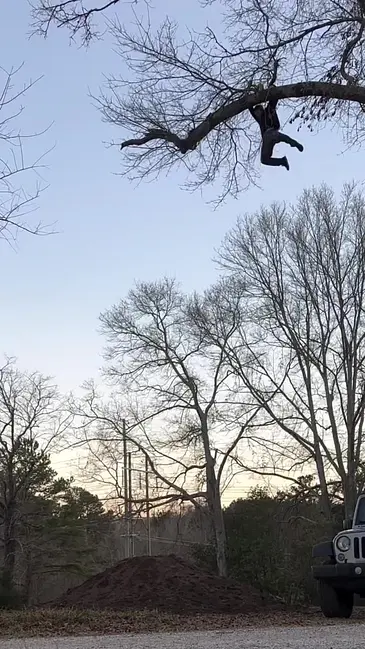 Tree Fall video thumbnail