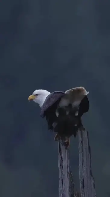 Eagle Poo video thumbnail
