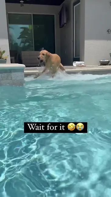 Dog “Stay” video thumbnail