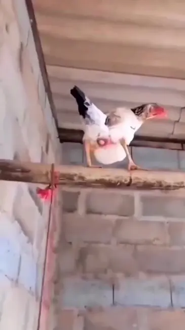 Chicken Lays Egg video thumbnail