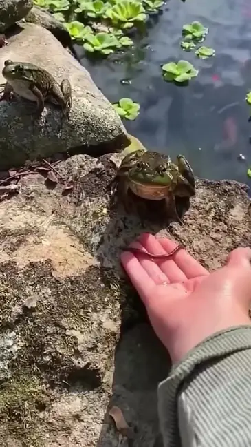 Frog Jump video thumbnail