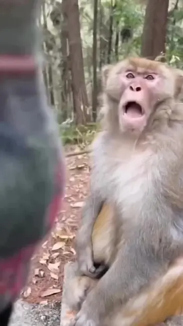Monkey Mouth video hook thumbnail
