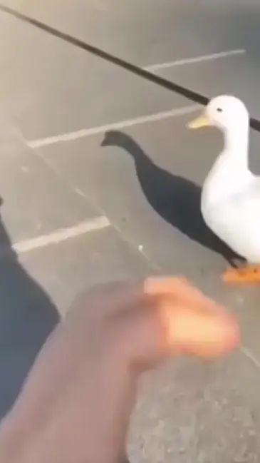 Duck Heart video thumbnail