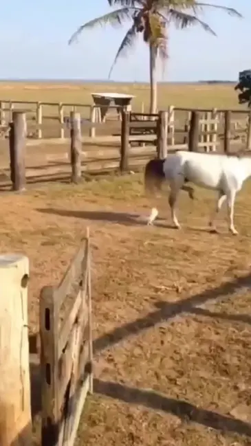 Horse Kicks Chicken video thumbnail