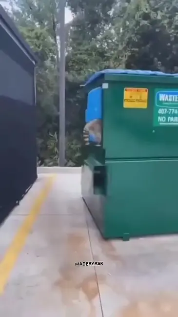 Raccoon Surprise video hook thumbnail