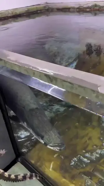 Feed Fish video thumbnail