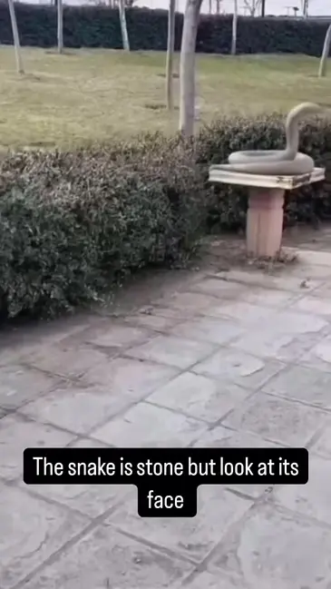 Snake Bite video thumbnail