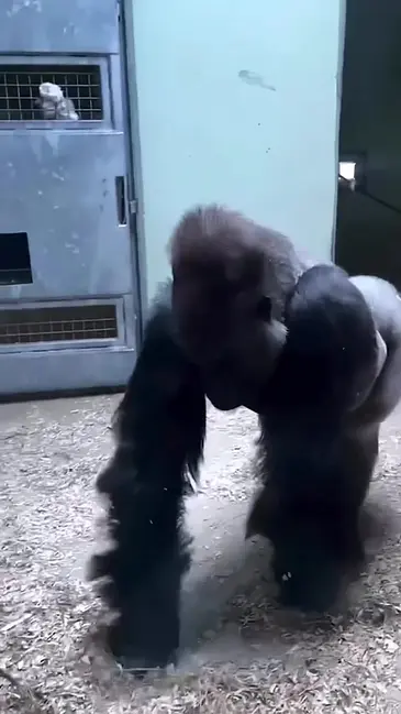 Gorilla Spin video thumbnail