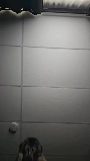 Cat Toss video thumbnail