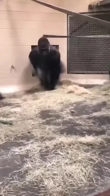 Gorilla Butt video thumbnail