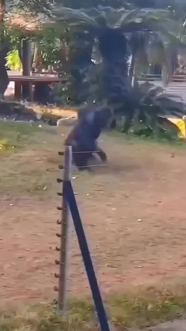 Ape Water video thumbnail
