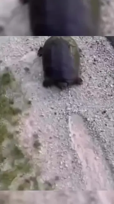 Turtle Bite video thumbnail
