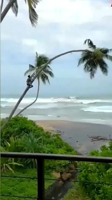 Coconut Tree video thumbnail