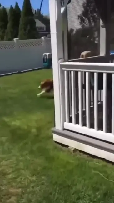 Dog Sweep video thumbnail
