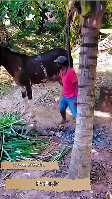 Horse Kick video thumbnail