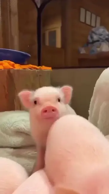 Cute Pigs video thumbnail