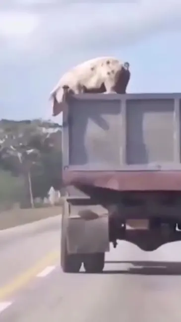 Pig Flop video thumbnail