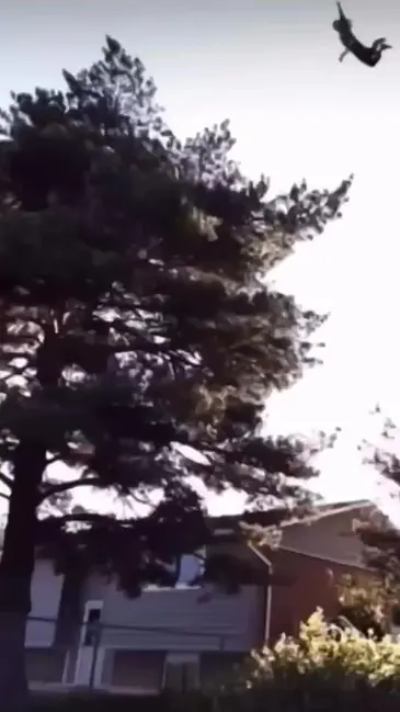 Tree Jump video thumbnail