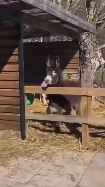 Donkey Takes Tumble video thumbnail
