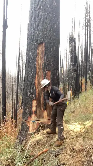 Tree Chop video thumbnail