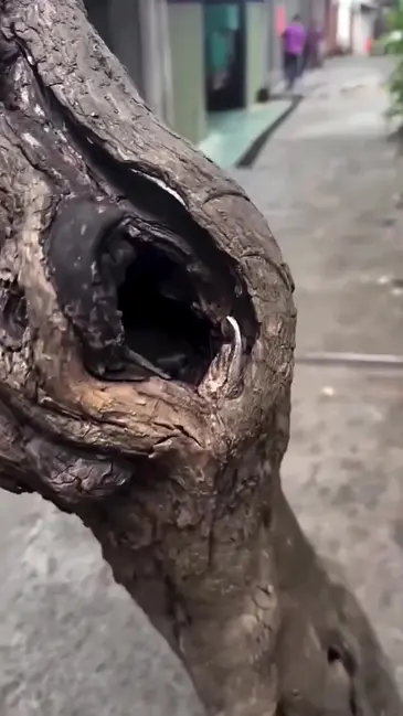Tree Surprise video thumbnail