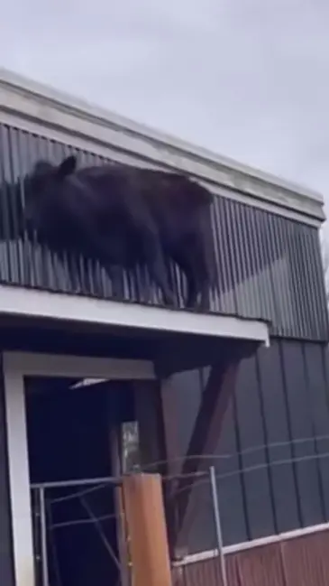 Cow Roof video thumbnail