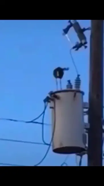 Electrocuted Bird video thumbnail