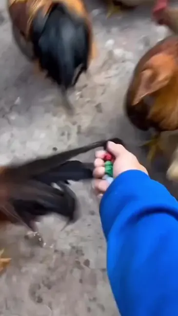 Chicken Explosion video thumbnail
