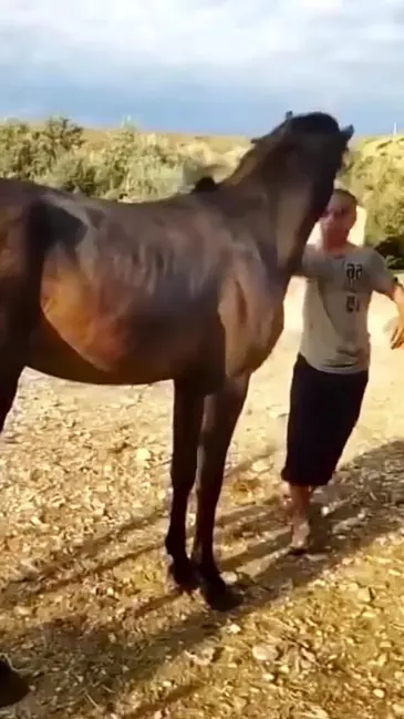 Horse Kicker video thumbnail