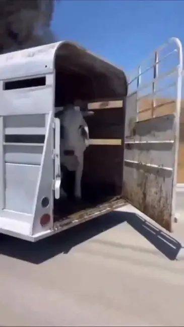 Driving Cow video thumbnail